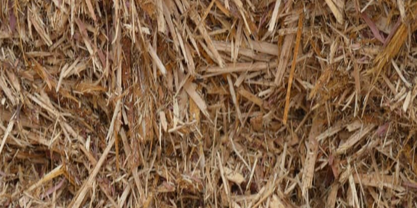 Cedar