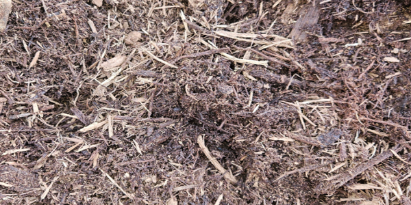 Oak Bark Fiber